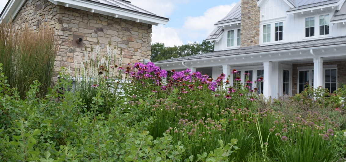 Beautiful purple flowers in front of a house