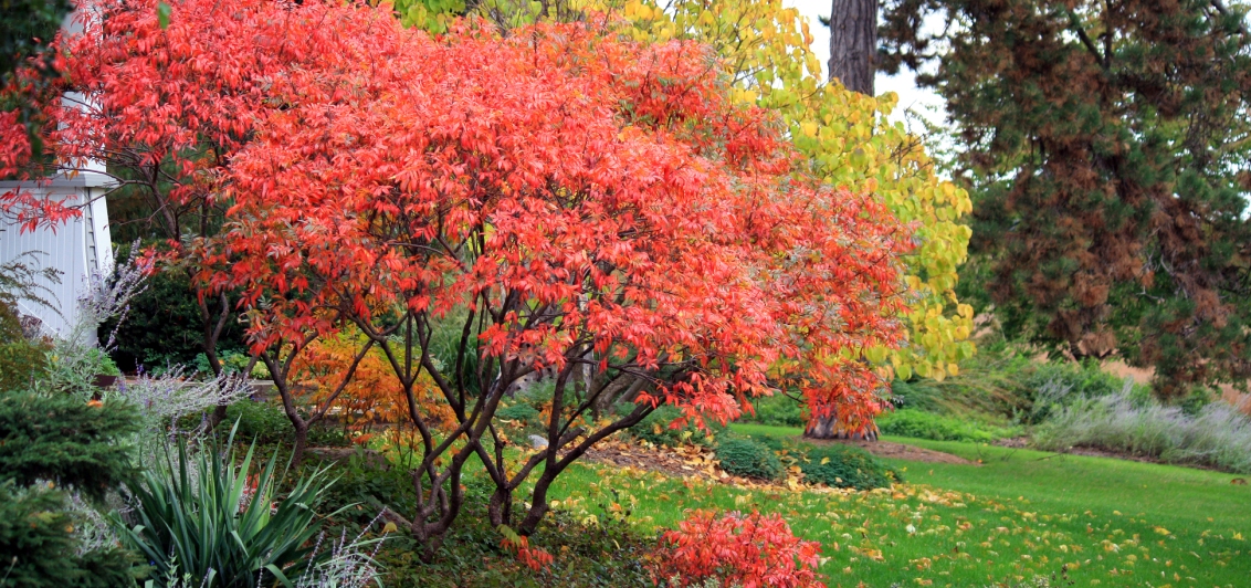 Bright red tree on a green landscape